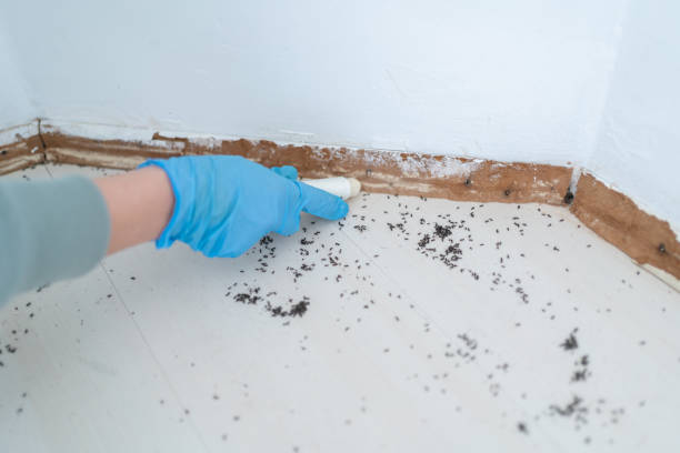 Best Termite Control Services  in Manchaca, TX